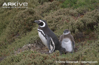 Illustration for article titled Flightless Friday - Spheniscus magellanicus Edition
